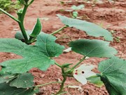 ଗ୍ରୀଷ୍ମରେ ଭେଣ୍ଡି ଚାଷର ସଠିକ୍ ଉପାୟ ଧ୍ୟାନ ଦେବା ଉଚିତ... ଗ୍ରୀଷ୍ମରେ ଭେଣ୍ଡି ଚାଷର ସଠିକ୍ ଉପାୟ ଧ୍ୟାନ ଦେବା ଉଚିତ...