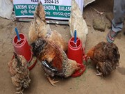 କୁକୁଡ଼ାଙ୍କୁ ହୋଇପାରେ ରାଣୀଖେତ ରୋଗ, ଜାଣନ୍ତୁ ଏହାର ଲକ୍ଷଣ....! କୁକୁଡ଼ାଙ୍କୁ ହୋଇପାରେ ରାଣୀଖେତ ରୋଗ, ଜାଣନ୍ତୁ ଏହାର ଲକ୍ଷଣ....!