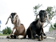 Goat Farming: ଏହି ପ୍ରଜାତି ଛେଳି ପାଳନ ପାଇଁ ସର୍ବୋତ୍ତମ Goat Farming: ଏହି ପ୍ରଜାତି ଛେଳି ପାଳନ ପାଇଁ ସର୍ବୋତ୍ତମ