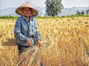 Wheat Harvesting: ଅମଳ କରିବା ସମୟରେ ଏହି ଭୁଲ କରନ୍ତୁ ନାହିଁ..! Wheat Harvesting: ଅମଳ କରିବା ସମୟରେ ଏହି ଭୁଲ କରନ୍ତୁ ନାହିଁ..!