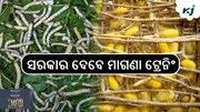 ୧୦୦ ଟଙ୍କାରେ ବ୍ୟବସାୟ, ତାଲିମ ଦେଉଛନ୍ତି ସରକାର...! ୧୦୦ ଟଙ୍କାରେ ବ୍ୟବସାୟ, ତାଲିମ ଦେଉଛନ୍ତି ସରକାର...!