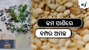 ଉନ୍ନତ କିସମ ରାଶି ଚାଷ, କମ ପାଣିରେ ଦେବ ବମ୍ପର ଅମଳ