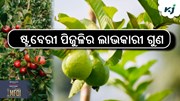 ଜାଣନ୍ତୁ, ଷ୍ଟ୍ରବେରୀ ପିଜୁଳିର ଲାଭକାରୀ ଗୁଣ 