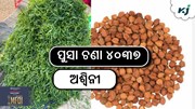 ଉଚ୍ଚ ଅମଳକ୍ଷମ ଚଣା ଚାଷ, ରୋଗ ପ୍ରତିରୋଧୀ କିସମ..!