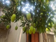 ପ୍ରଚଣ୍ଡ ଗରମରେ ଆମ୍ବ ଗଛର ଯତ୍ନ କିପରି ନେବେ ?