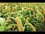 କିପରି କରିବେ ସଫଳ କାଙ୍ଗୁ ଚାଷ ?