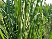 କିପରି କରିବେ କଦୋ ବା କୋଦ ଚାଷ ? ଆସନ୍ତୁ ଜାଣିବା….