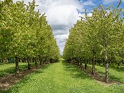 ଏହି ଗଛର ଚାଷ ତୁମକୁ କରିଦେବ କୋଟିପତି !