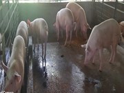 ଅଧିକ ଲାଭପ୍ରଦ ବ୍ୟବସାୟ " ଧଳା ଘୁଷୁରୀ ଚାଷ " 