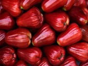 କିପରି କରିବେ ସହଜ ଉପାୟରେ ଜାମୁରୋଳ ଚାଷ ? ଆସନ୍ତୁ ଜାଣିବା…