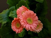 Gerbera Flower Farming: ଜରବେରା ଚାଷରୁ ମିଳିବ ଅଧିକ ରୋଜଗାର...