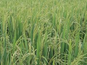 ଓଡ଼ିଶା ପାଇଁ CAR-IIRR ଦ୍ୱାରା ବିକଶିତ ଧାନ କିସମ: DRR Paddy 100