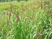 ଗୋଖାଦ୍ୟ ପାଇଁ ପୌଷ୍ଟିକ ଶସ୍ୟ ବିଲସୁଆଁ ବା ଜାଡ଼ି ...!