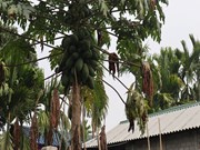 ପପିତା ଗଛରେ ଲାଗୁଛନ୍ତି କି ରୋଗପୋକ ? ଏହି ଔଷଧ ସିଞ୍ଚନ କରନ୍ତୁ...