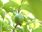 ପିଜୁଳି ଗଛ ପାଇଁ କ୍ଷେତକୁ ଏହିପରି ପ୍ରସ୍ତୁତ କରନ୍ତୁ...