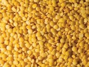 ଚାଷୀଙ୍କ ପାଇଁ ବଡ଼ ଖବର ! ହରଡ଼ ଡାଲିର ଏହି କିସମ ଦେବ ଅଧିକ ଅମଳ