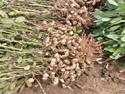 ଜୁନ୍ ମାସରେ ଏହି ୫ ପ୍ରକାର କିସମର ବାଦାମ ଲଗାନ୍ତୁ...!