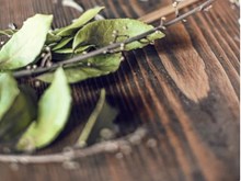 ତେଜପତ୍ର ଚାଷ କରି ଅଳ୍ପ ଖର୍ଚ୍ଚରେ ପ୍ରଚୁର ଲାଭ ପାଆନ୍ତୁ....