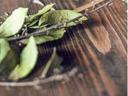 ତେଜପତ୍ର ଚାଷ କରି ଅଳ୍ପ ଖର୍ଚ୍ଚରେ ପ୍ରଚୁର ଲାଭ ପାଆନ୍ତୁ....