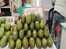 ବର୍ଷାଦିନେ ଏପରି ଆମ୍ବ ଗଛ ଲଗାନ୍ତୁ, ଗଛ ଫଳରେ ପରିପୂର୍ଣ୍ଣ ହେବ