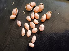 ଜାଏଦ ଚିନାବାଦାମ ଫସଲକୁ କେତେ ଥର ଜଳସେଚନ କରିବା ଉଚିତ ?