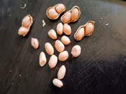 ଜାଏଦ ଚିନାବାଦାମ ଫସଲକୁ କେତେ ଥର ଜଳସେଚନ କରିବା ଉଚିତ ?