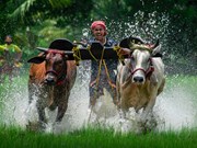 ଖରିଫ ଫସଲର ସର୍ବନିମ୍ନ ସହାୟକ ମୂଲ୍ୟକୁ କ୍ୟାବିନେଟ ମଞ୍ଜୁରି