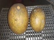 ବେଲ ଫଳ: ଗ୍ରାମୀଣ ମହିଳା ଉଦ୍ୟୋଗୀତାରେ ବଡ଼ ଭୂମିକା 