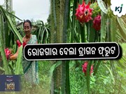ରୋଜଗାର ଦେଲା ଡ୍ରାଗନ ଫ୍ରୁଟ