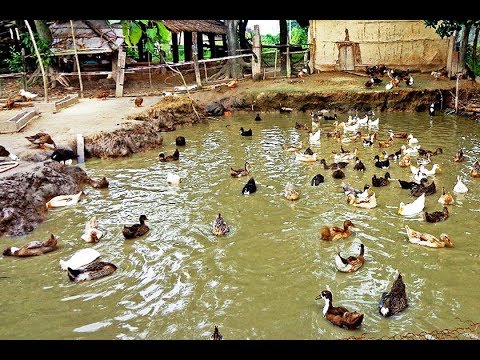 duckery +pisciculture duckery +pisciculture