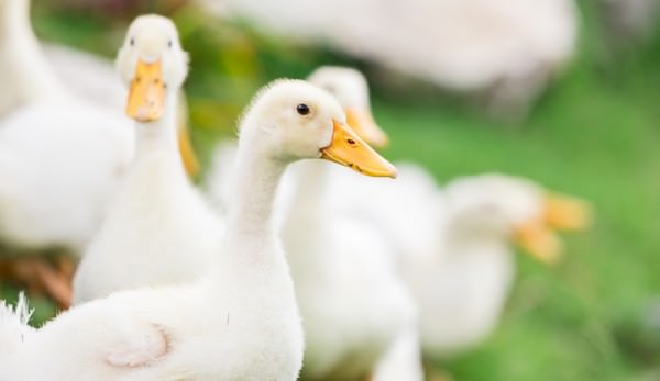 duck farming duck farming