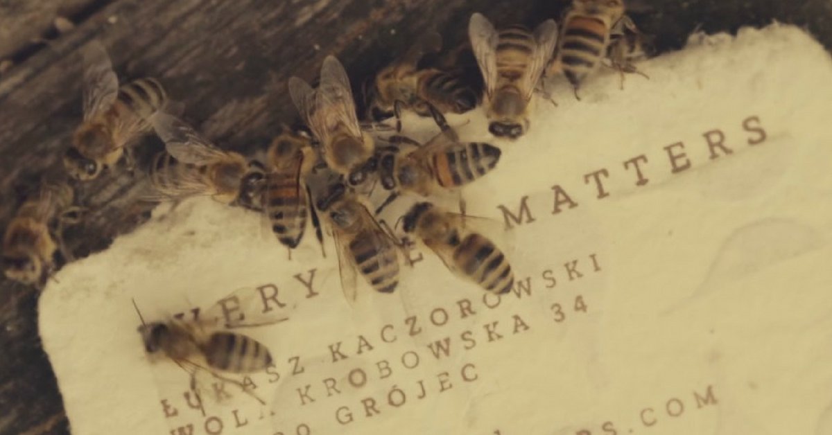 every bee is important every bee is important
