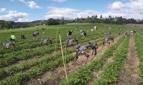 dogbot to help in fields dogbot to help in fields