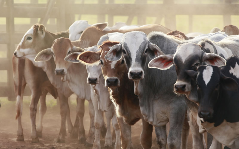 livestock livestock