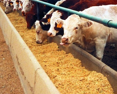 feeding livestock feeding livestock