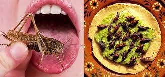 crickets as food crickets as food
