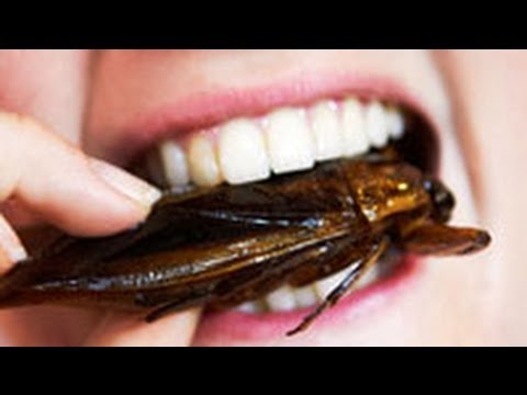 eating crickets eating crickets