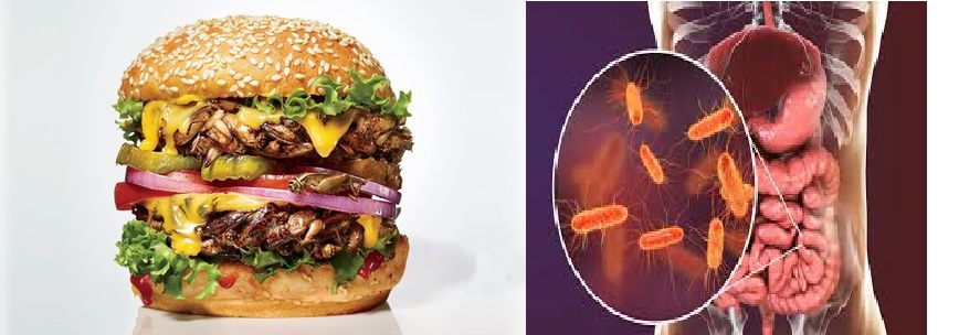 crickets can clean stomach disorders crickets can clean stomach disorders