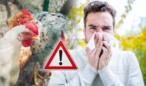 bird flu bird flu