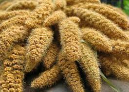 millets millets