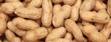 groundnut groundnut
