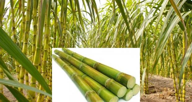 sugarcane sugarcane