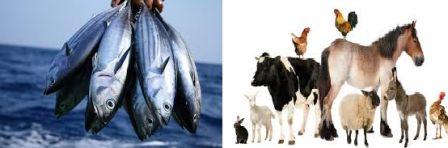 fishing and livestock fishing and livestock
