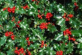 holly tree holly tree
