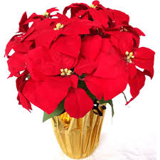 poinsettis poinsettis