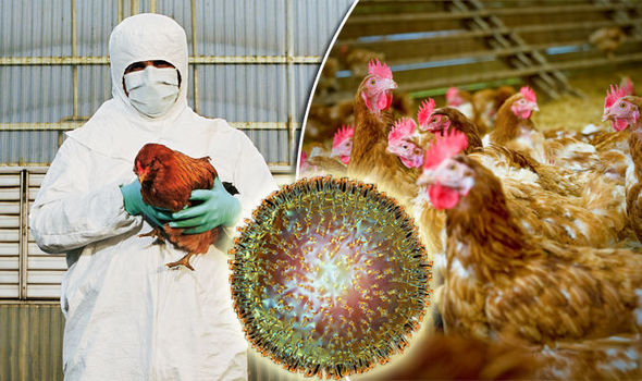 avian flu avian flu
