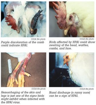 symptoms of bird flu symptoms of bird flu