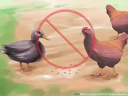 poultry avain flu poultry avain flu