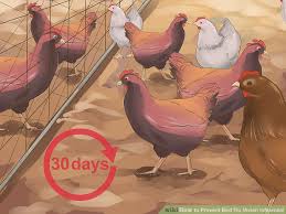 keep flocks away keep flocks away