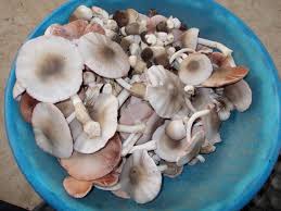 paddy straw mushroom paddy straw mushroom